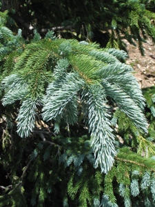 Picea pungens